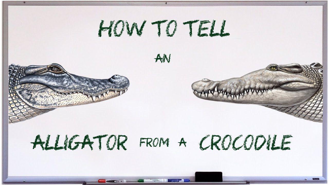 Alligator Crocodile Logo - How to tell an alligator from a crocodile - YouTube
