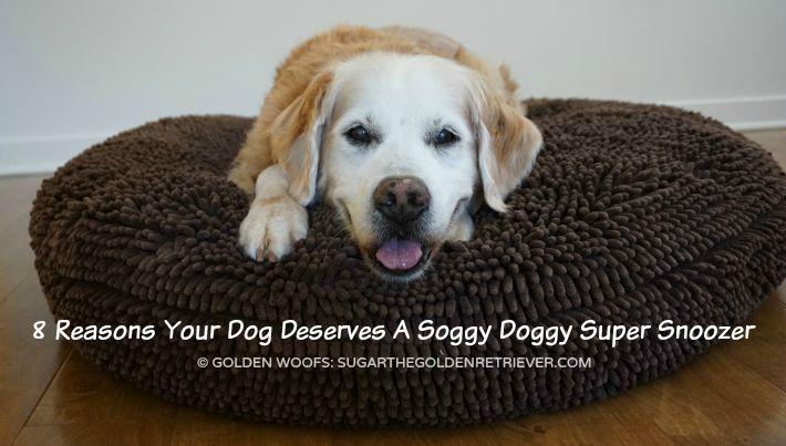 Soggy Dog Logo - 8 Reasons Your Dog Deserves A Soggy Doggy Super Snoozer - Golden Woofs