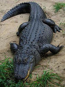Alligator Crocodile Logo - American alligator