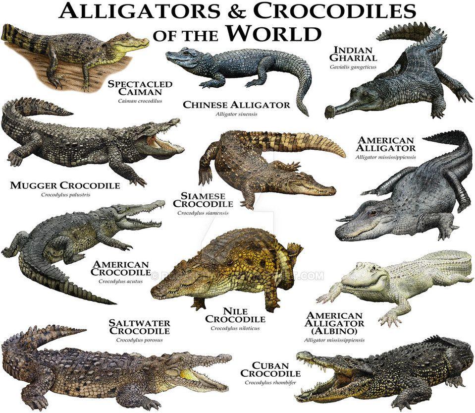 Alligator Crocodile Logo - Alligators and Crocodiles of the World
