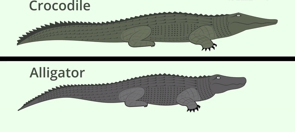 Alligator Crocodile Logo - The difference between a crocodile and an alligator. : educationalgifs