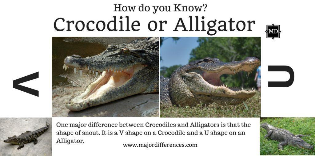 Alligator Crocodile Logo - Major Differences: 10 Differences between Crocodile and Alligator