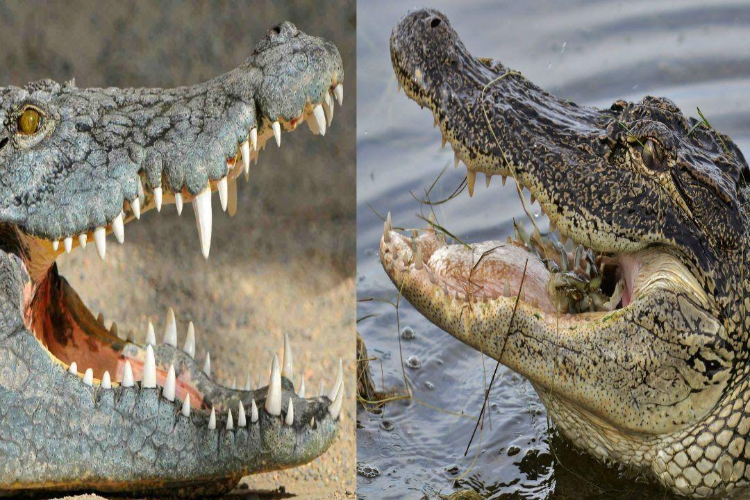 Alligator Crocodile Logo - Alligator & Crocodile - The Differences - YouTube