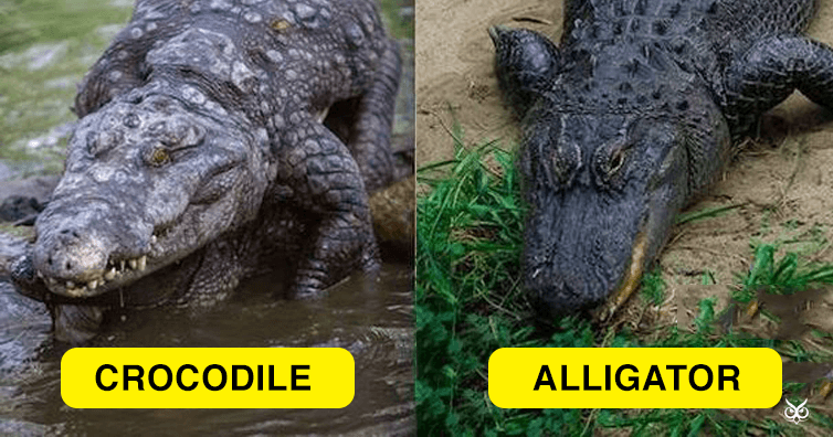 Alligator Crocodile Logo - Differences and Similarities Between Alligators and Crocodiles