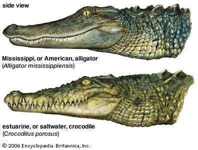 Alligator Crocodile Logo - Alligator | reptile | Britannica.com