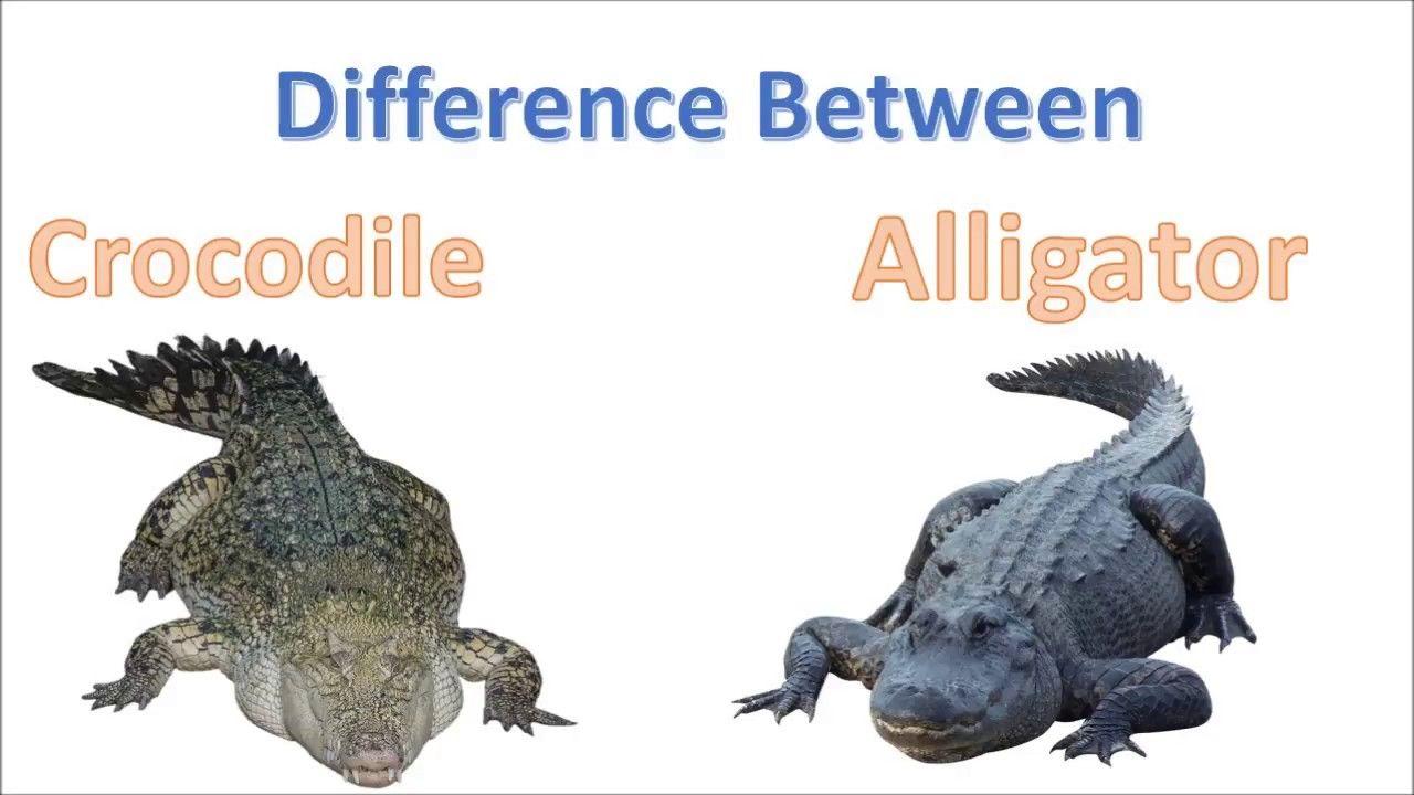Alligator Crocodile Logo - Difference between Crocodile and Alligator | Alligator Vs Crocodile ...