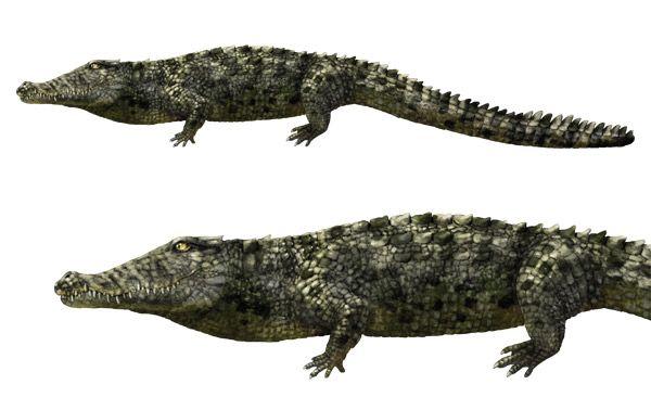 Alligator Crocodile Logo - Animals: Crocodiles, Alligators, Caimans and Gharials