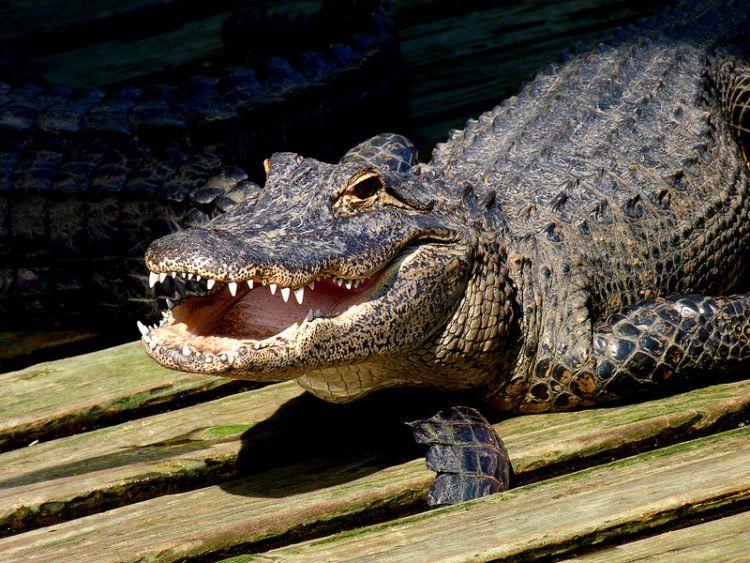 Alligator Crocodile Logo - 4 Major Differences Between Alligators and Crocodiles