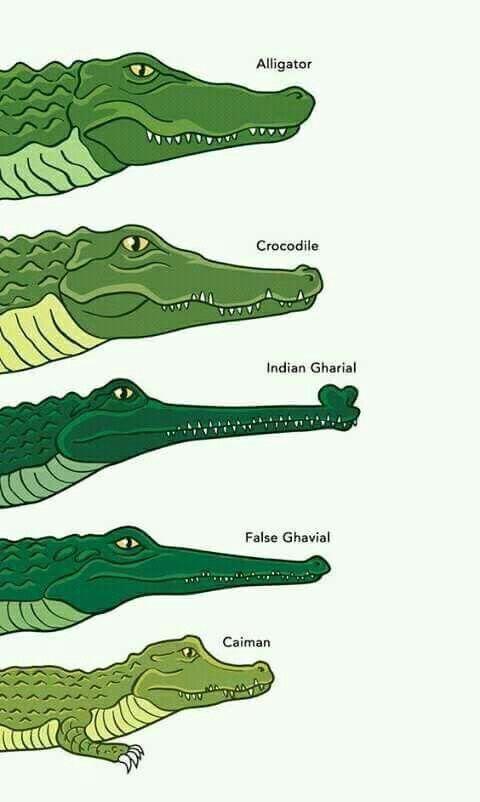 Alligator Crocodile Logo - Identifying alligators, crocodiles, and their cousins. Animals