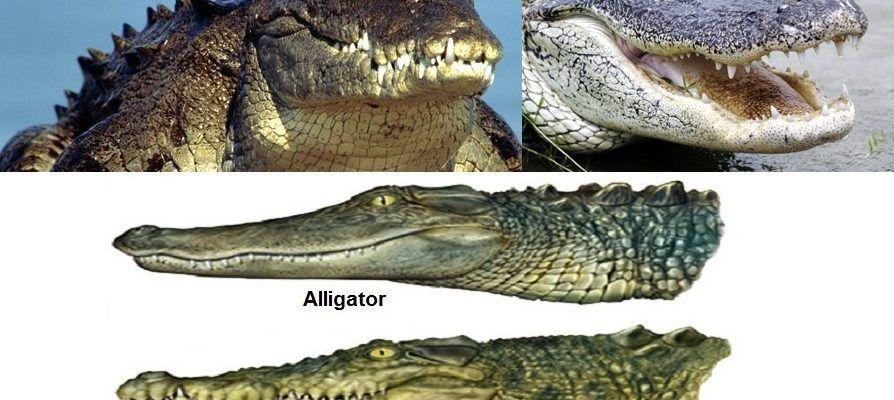 Alligator Crocodile Logo - Alligator vs. Crocodile - What's the Difference? | Ride the Wind