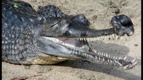 Alligator Crocodile Logo - Multimedia Gallery - Mapping the Genomes of Crocodiles and ...