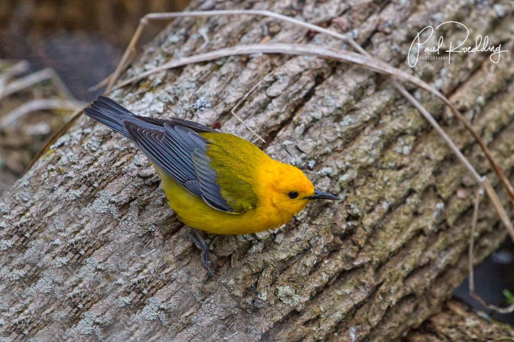 Bird with Yellow and Blue Airplane Logo - Prothonotary Warblers: A Highlight Of The 2018 Festival Of Flight