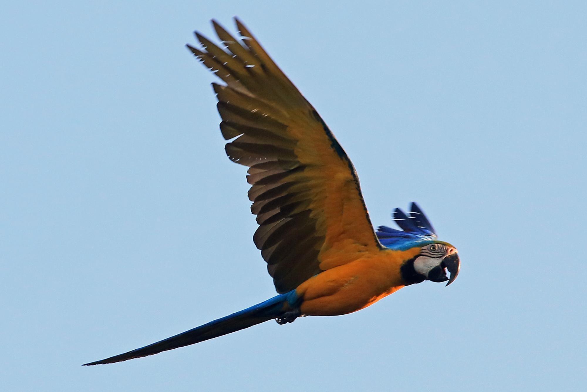 Bird with Yellow and Blue Airplane Logo - Blue-and-yellow Macaw (Ara ararauna) Adult in flight | the Internet ...