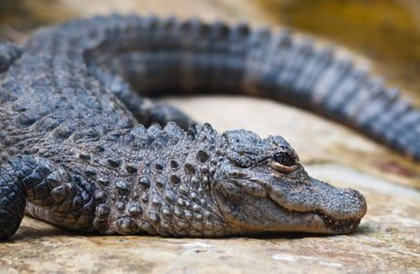 Alligator Crocodile Logo - Chinese Alligator | Crocodiles Of The World