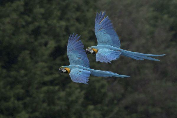 Bird with Yellow and Blue Airplane Logo - BIRD. Blue & Yellow Macaws in flight BIRD Prints