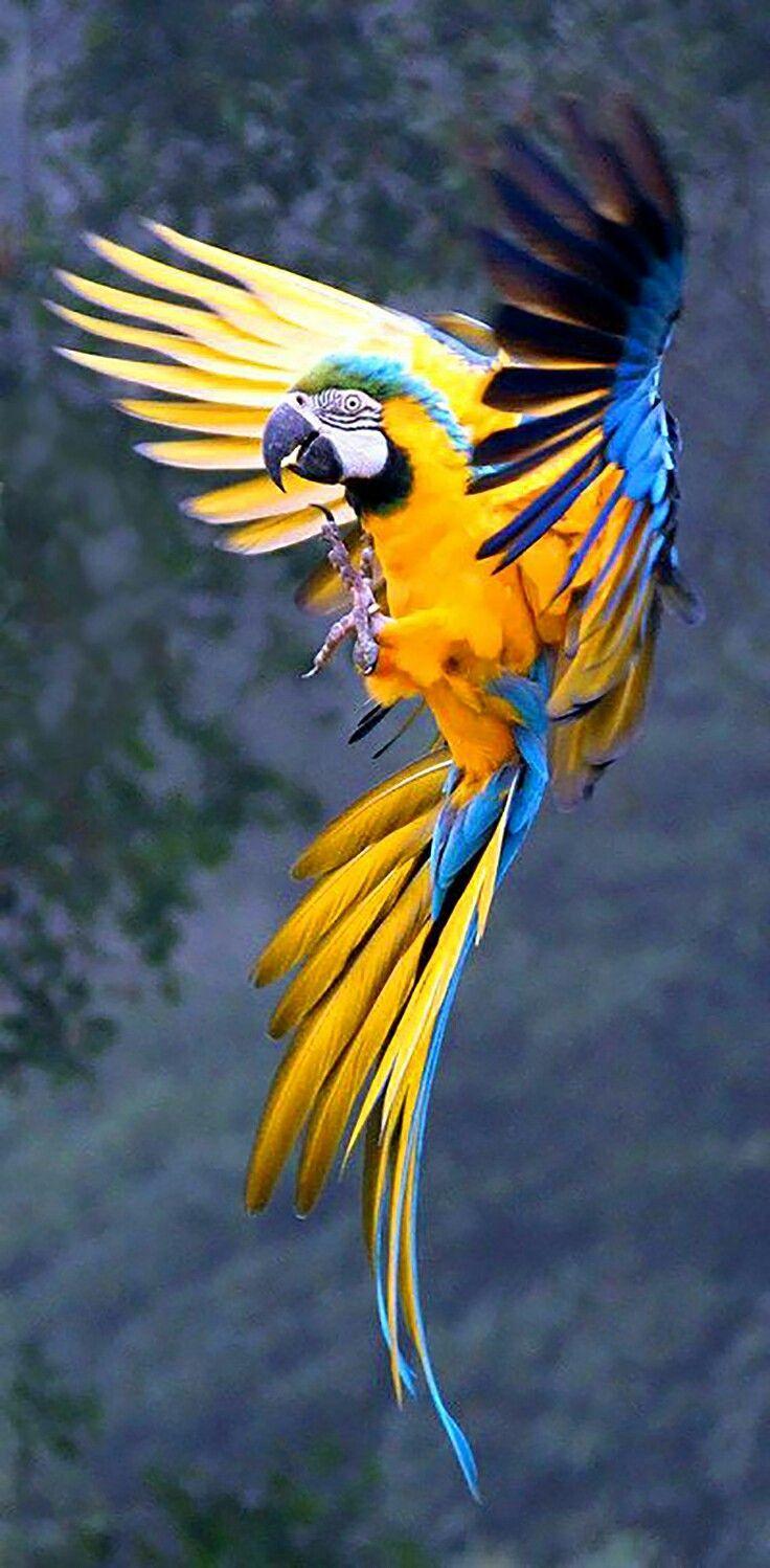 Bird with Yellow and Blue Airplane Logo - Parrot in full flight | BIRDS | Birds, Animals, Beautiful birds