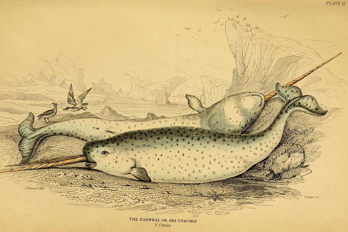Narwhal Sports Logo - Myth and Matricide: How the Narwhal Got Its Tusk | Folklife Magazine