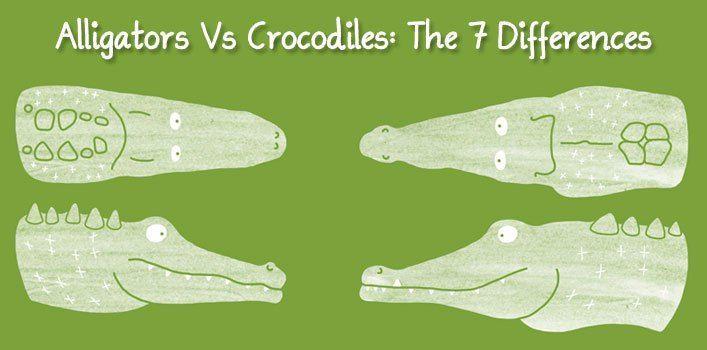 Alligator Crocodile Logo - Alligators Vs Crocodiles: The 7 Differences. The Fact Site