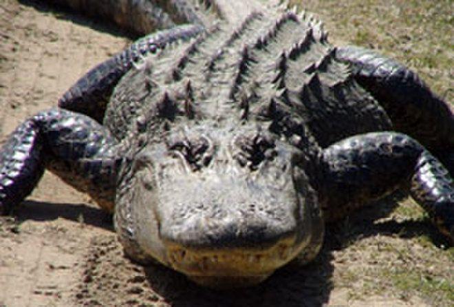 Alligator Crocodile Logo - Alligators vs. Crocodiles: Photo Reveal Who's Who