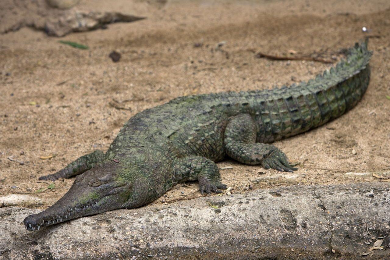 Alligator Crocodile Logo - Alligator Vs. Crocodile: Here's a Detailed Comparison With Pictures