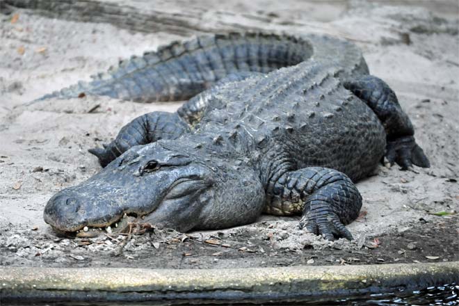 Alligator Crocodile Logo - Alligator vs Crocodile - Differences Explained (with Videos and ...