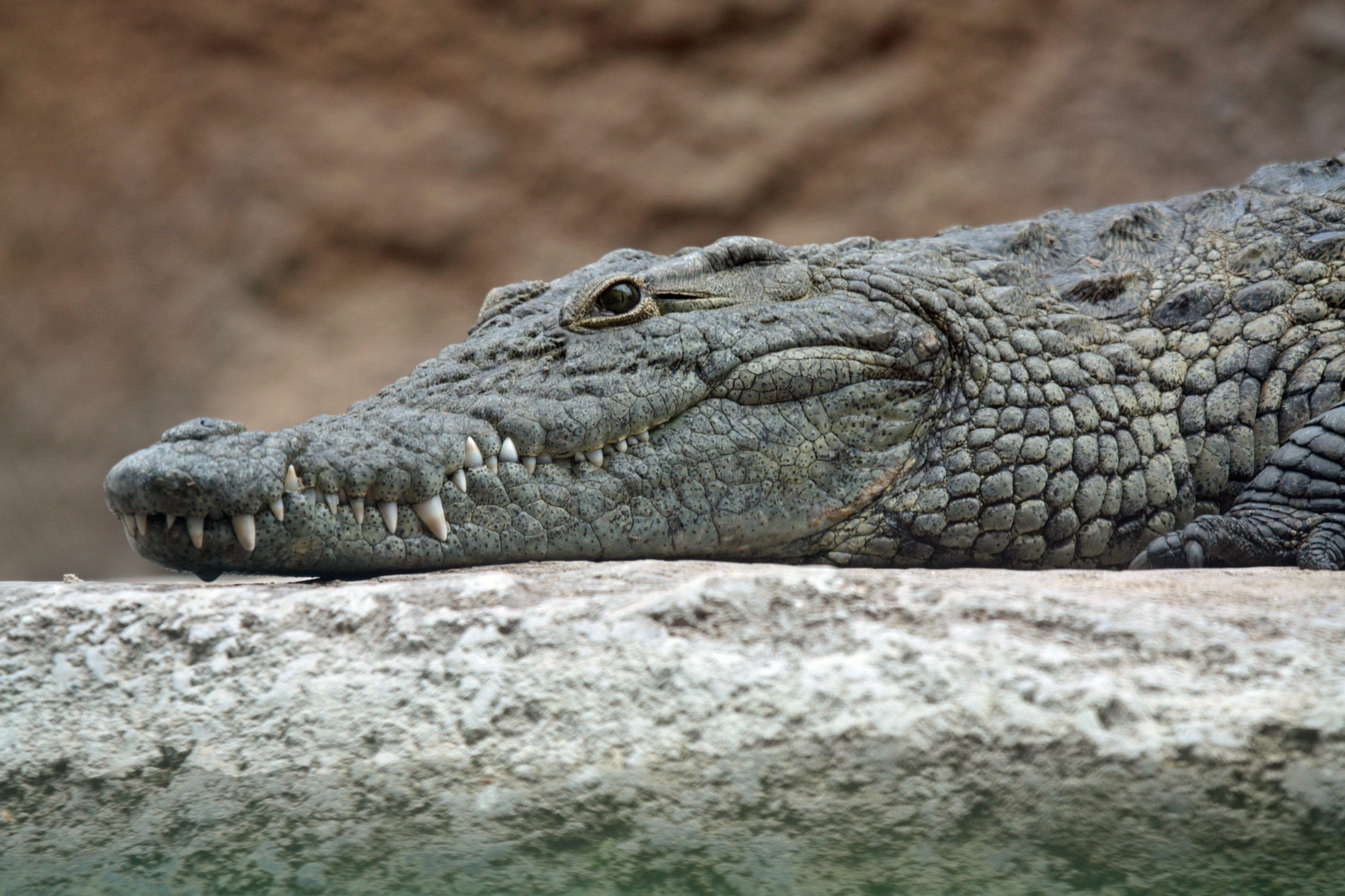 Alligator Crocodile Logo - Crocodile
