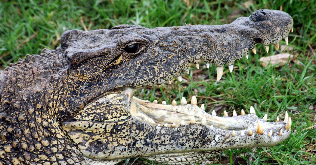 Alligator Crocodile Logo - A Newly Discovered Difference Between Alligators and Crocodiles ...