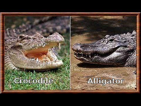 Alligator Crocodile Logo - Alligator vs Crocodile : Kamp Kenan Education