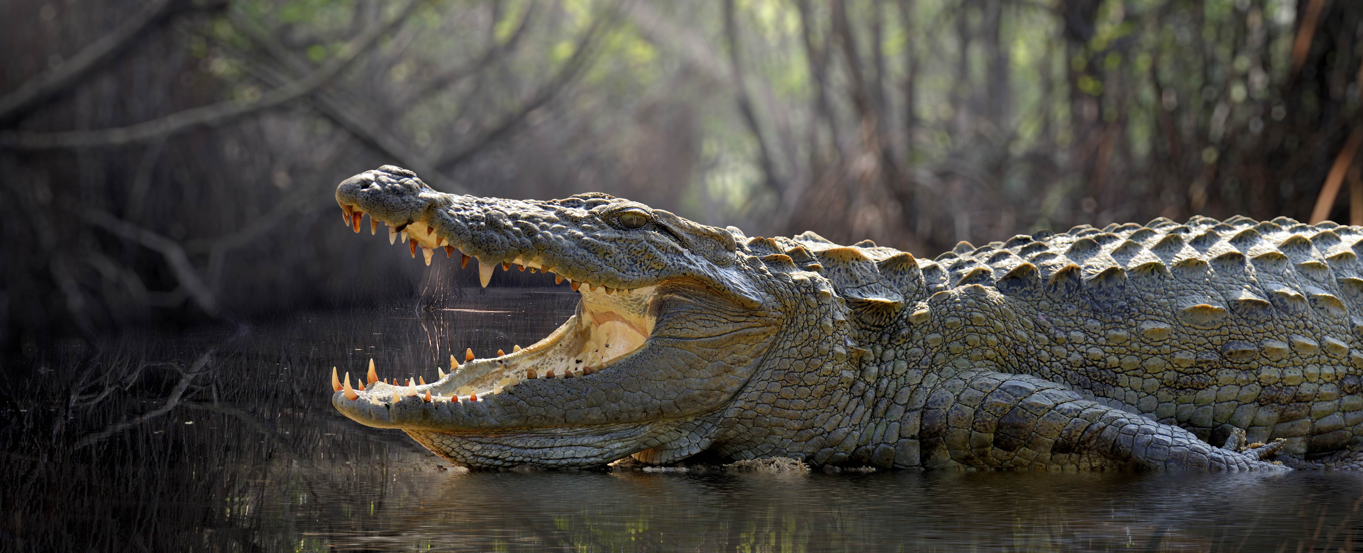Alligator Crocodile Logo - Alligator Symbolism, Alligator Meaning, Alligator Totem, Alligator Dream
