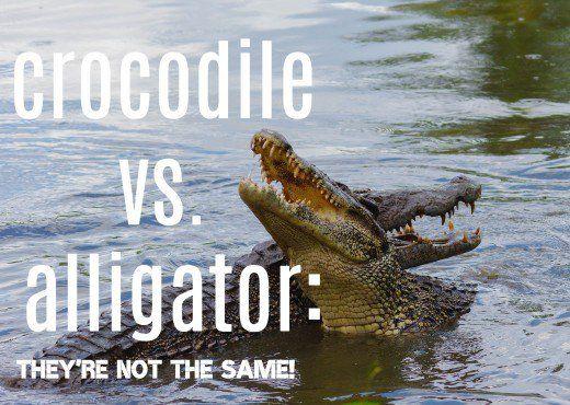 Alligator Crocodile Logo - The 8 Main Differences Between Alligators and Crocodiles