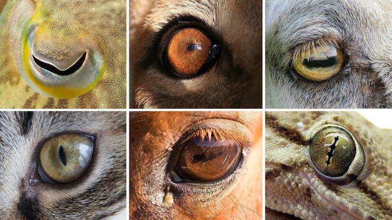 Eye Shape and a Green Square Logo - Eye Shapes Of The Animal World Hint At Differences In Our Lifestyles