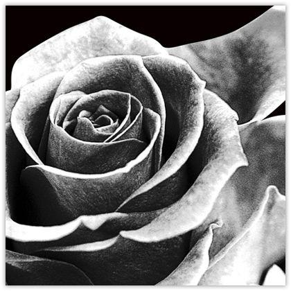 Black and White Rose Logo - Black & White Rose Pop Art Canvas Print
