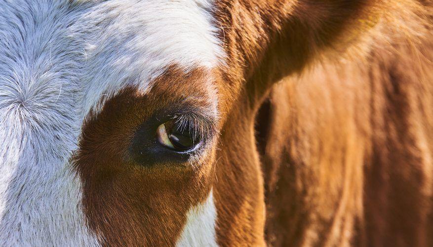 Eye Shape and a Green Square Logo - What are the Differences Between a Cow Eye & Human Eye? | Sciencing