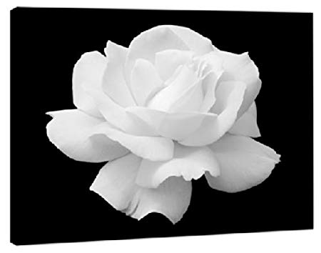 Black and White Rose Logo - Canvas Art Picture - White Rose Flower On Black Background + A2 ...