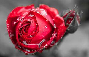 Black and White Rose Logo - Framed Print - Black & White Rose with Red Flower Covered with ...