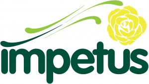 Yellow Rose Logo - Yellow Rose Campaign | Impetus