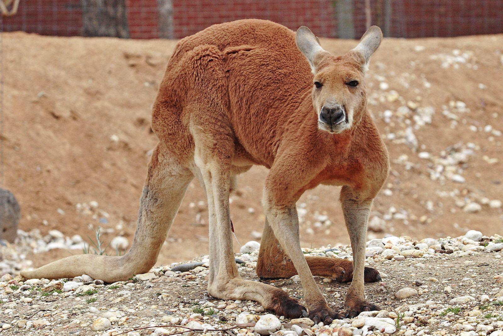 Red Kangaroo Logo - Red kangaroo
