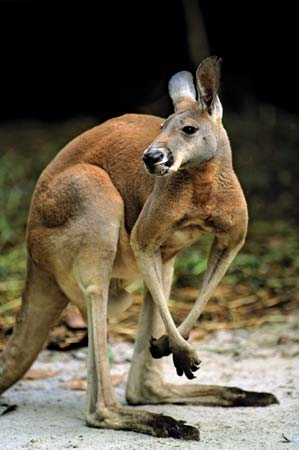 Red Kangaroo Logo - Kangaroo (marsupial) - Images and Videos | Britannica.com