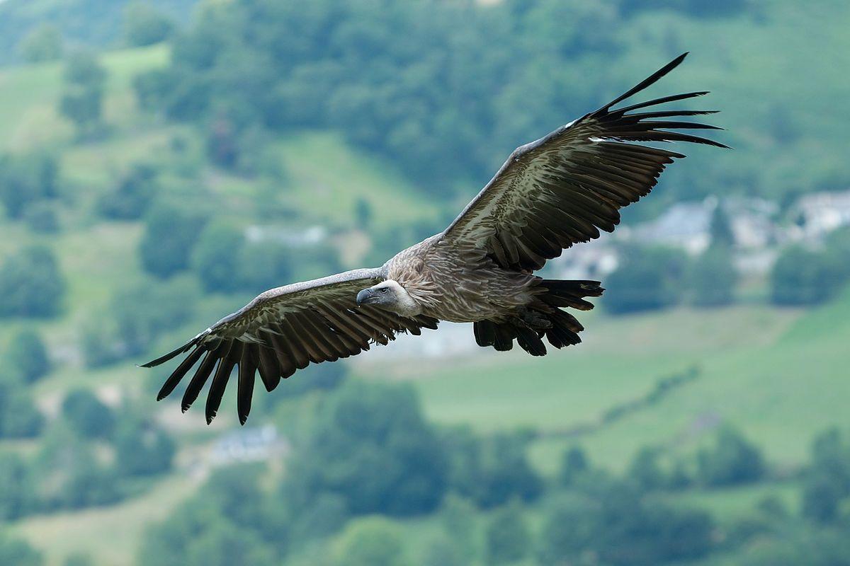 Skyhawk Bird Logo - Bird of prey