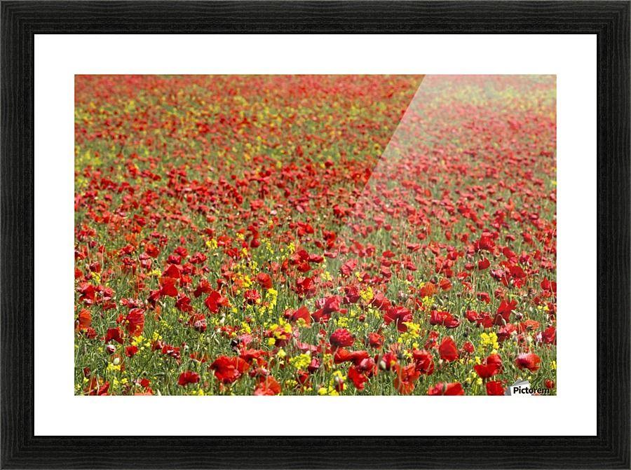 Red and Yellow Flower Logo - An abundance of red and yellow flowers growing in a field