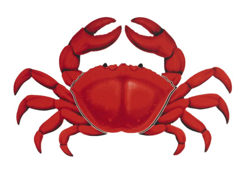 Red Crab Logo - Red Crab Logo