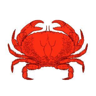 Red Crab Logo - Red Crab Logo Gifts on Zazzle