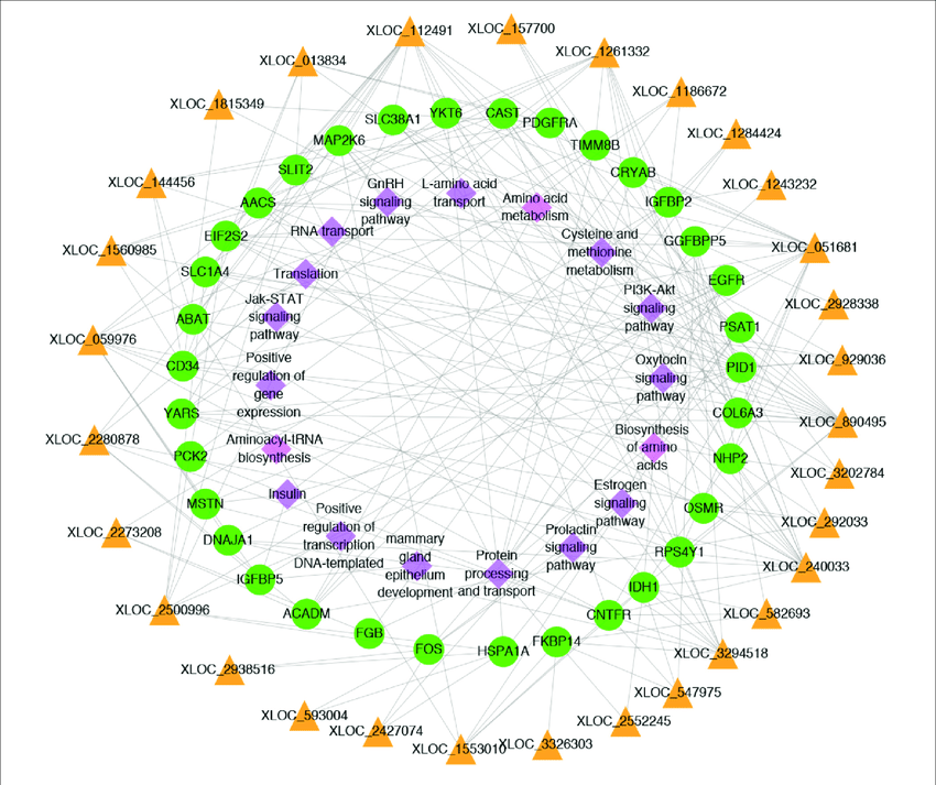 Yellow Triangle with Green Circle Logo - Network plot of candidate lncRNAs, mRNAs and pathways. The yellow ...