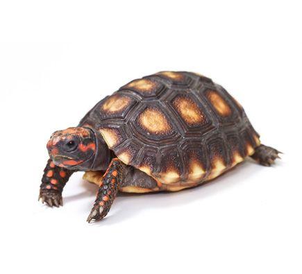 Red Foot Logo - Red Foot Tortoise