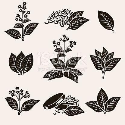 Tobacco Leaf Logo - collection tobacco leaf set, editing size and color. Decor Ideas
