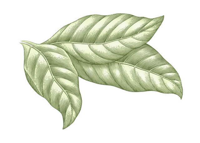 Tobacco Leaf Logo - Steven Noble Illustrations: Tobacco Leaves