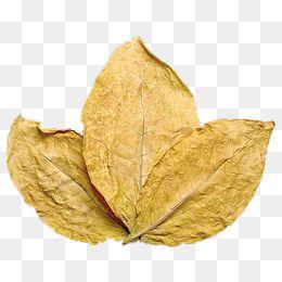 Tobacco Leaf Logo - Tobacco Leaf PNG Image. Vectors and PSD Files