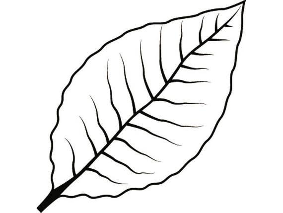 Tobacco Leaf Logo - Tobacco Leaf 2 Smoker Cigar Smoking Smoke Burning Smoke Blunt
