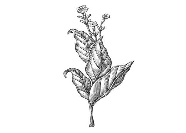 Tobacco Leaf Logo - Steven Noble Illustrations: Brazilian Tobacco Leaf