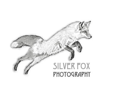 Silver Fox Logo - Silver Fox Photography